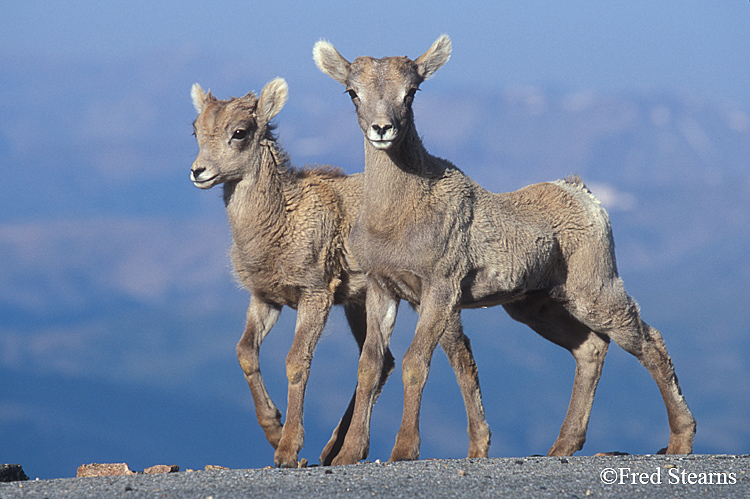 Mount Evans Big Horn Sheep