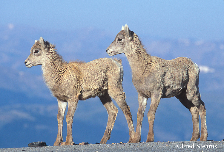 Mount Evans Big Horn Sheep