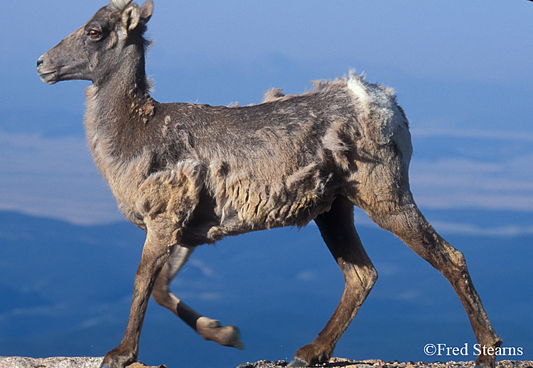 Mount Evans Big Horn Sheep