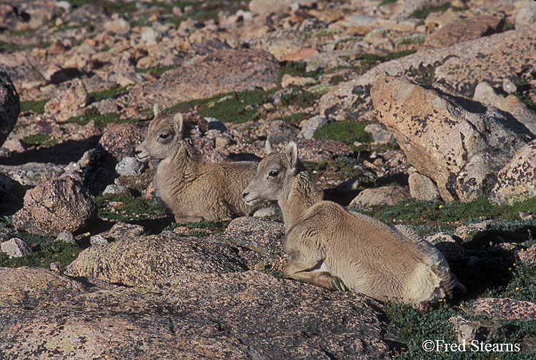 Mount Evans Big Horn Sheep