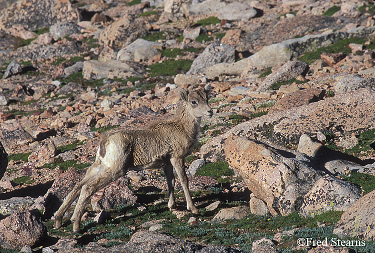 Mount Evans Big Horn Sheep