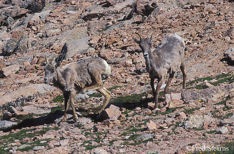 Mount Evans Big Horn Sheep