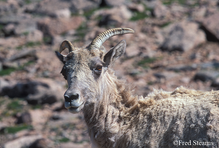 Mount Evans Big Horn Sheep