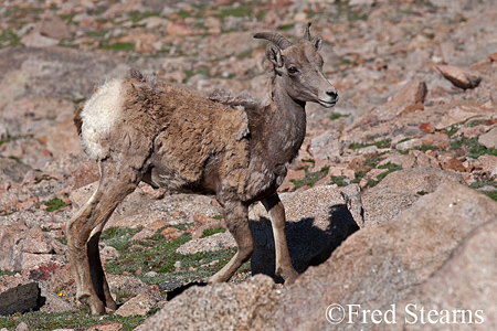 Mount Evans Big Horn Sheep Ewe