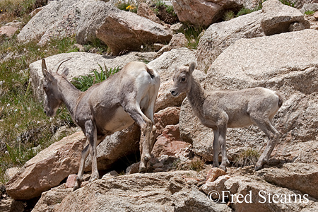 Mount Evans Big Horn Sheep Ewe