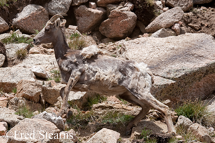 Mount Evans Big Horn Sheep