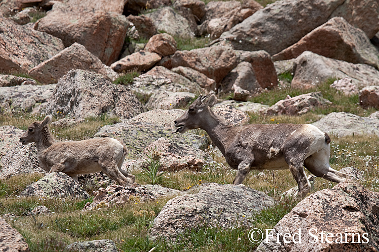 Mount Evans Big Horn Sheep