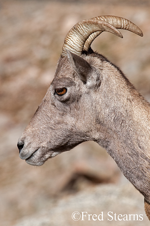 Mount Evans Big Horn Sheep Ewe