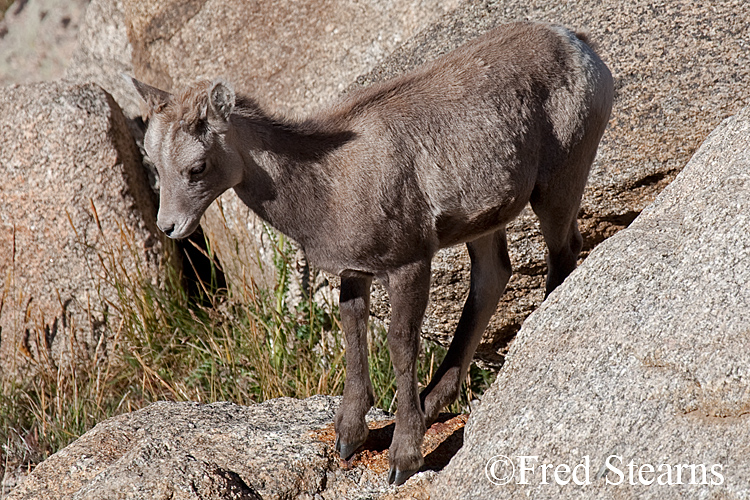 Mount Evans Big Horn Sheep