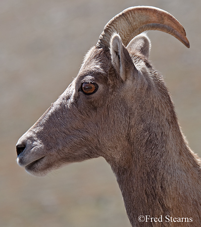 Mount Evans Big Horn Sheep Ewe