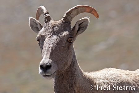 Mount Evans Big Horn Sheep Ewe