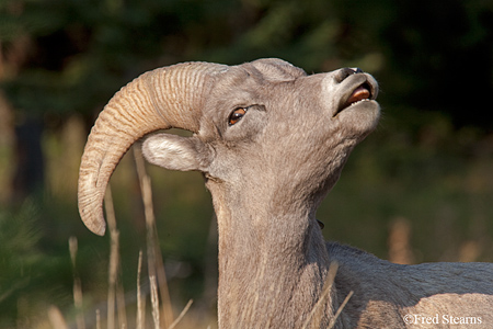 Yellowstone National Park Big Horn Ram