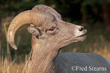 Yellowstone National Park Big Horn Ram