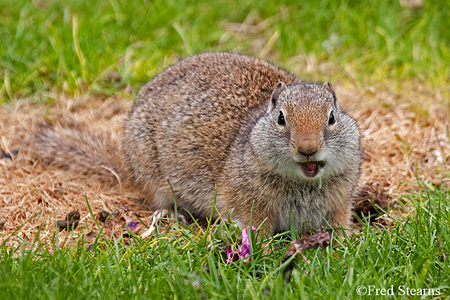 Yellowstone National Park Richardson Ground Squirrel