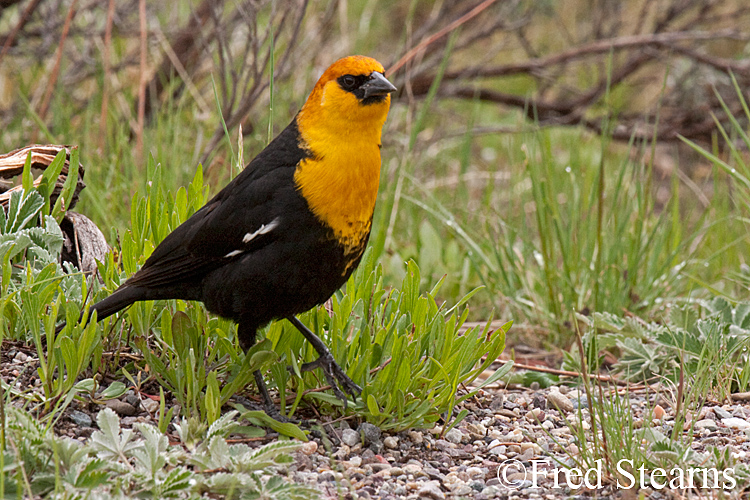 Grand Teton NP Yellow Headed Black Bird