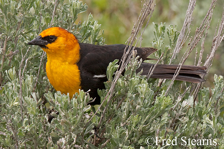 Grand Teton NP Yellow Headed Black Bird