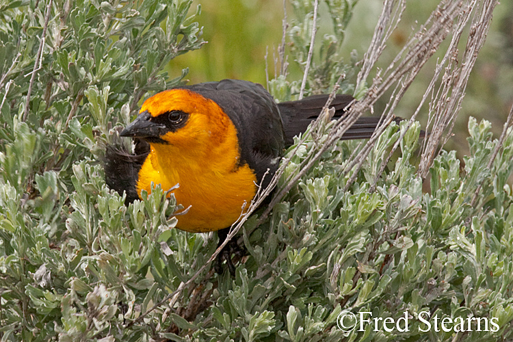 Grand Teton NP Yellow Headed Black Bird