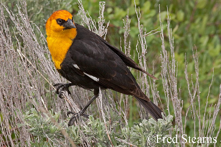 Grand Teton NP Yellow Headed Black Bird