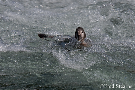 Yellowstone NP Harlequin Ducks