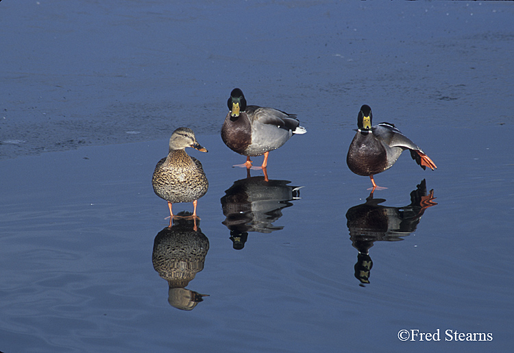 Mallard Ducks