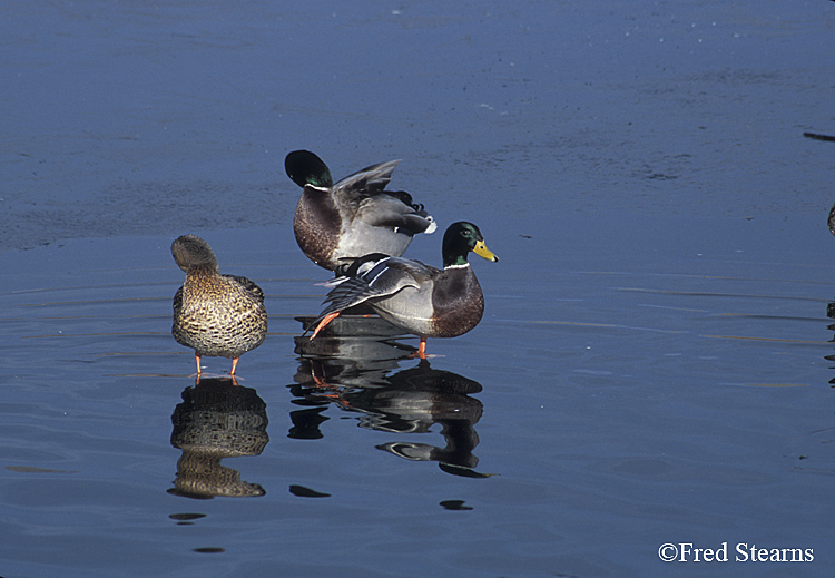 Mallard Ducks