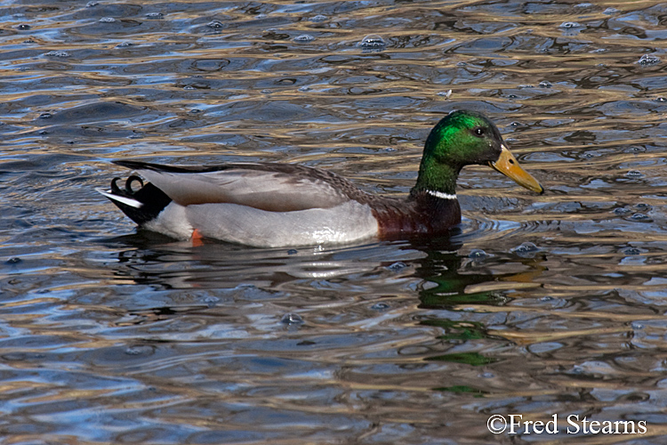 Mallard Duck Prospect Park