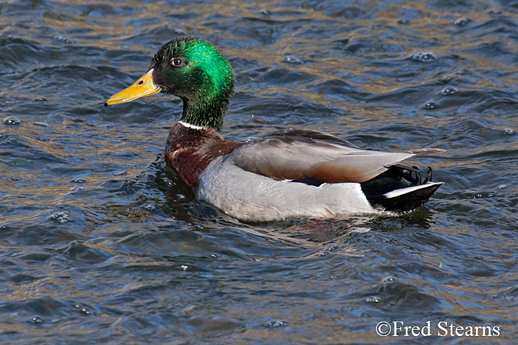 Mallard Duck Prospect Park