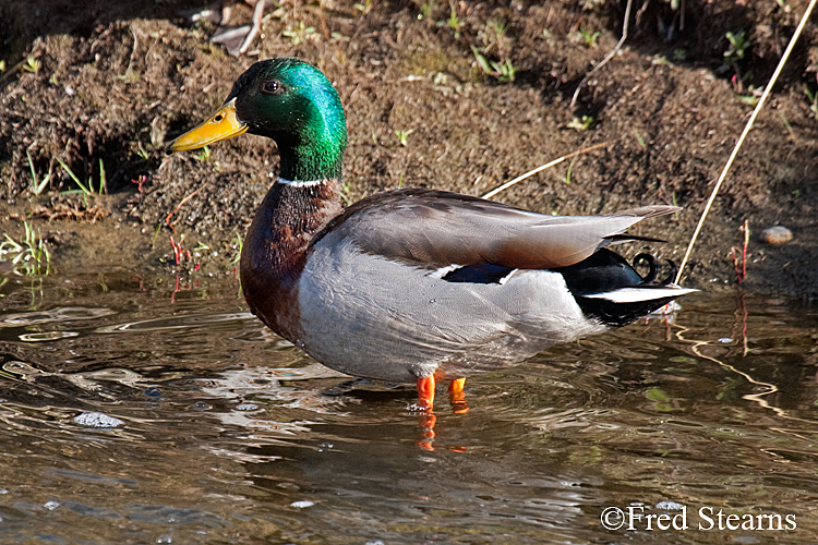 Mallard Duck Prospect Park