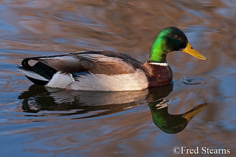 Mallard Duck Sterne Park