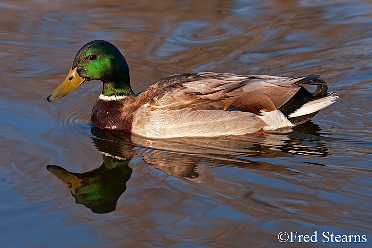 Mallard Duck Sterne Park