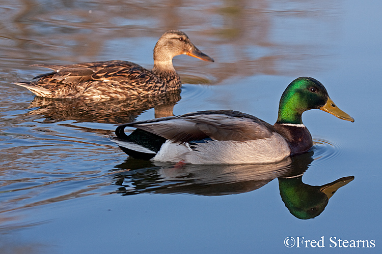 Mallard Duck Sterne Park