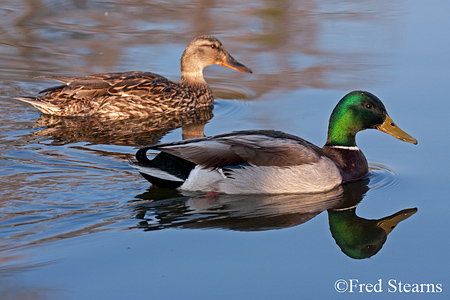 Sterne Park Mallard Duck