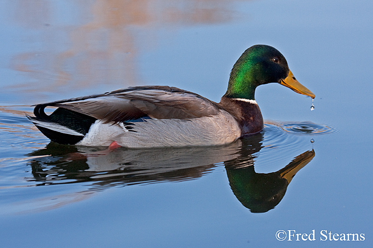 Mallard Duck Sterne Park