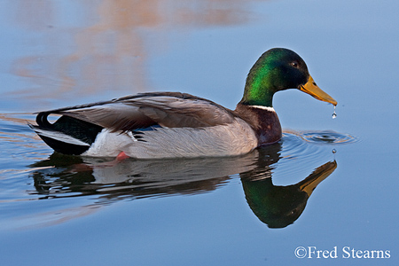 Sterne Park Mallard Duck