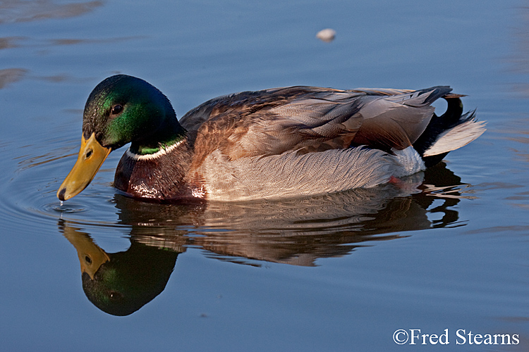 Mallard Duck Sterne Park