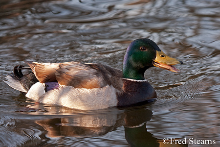 Sterne Park Mallard Duck