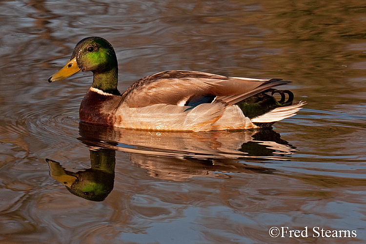 Mallard Duck Sterne Park