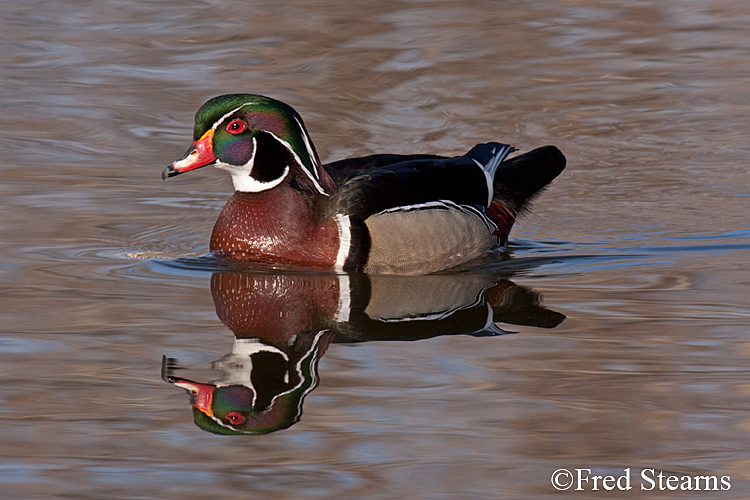 Wood Duck Sterne Park