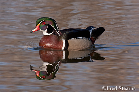 Sterne Park Wood Duck