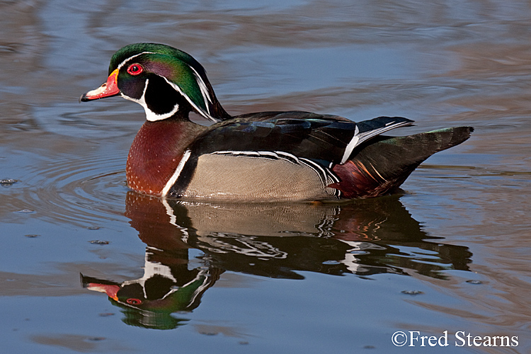 Wood Duck Sterne Park