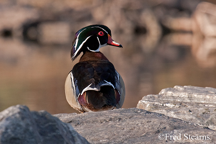 Wood Duck Sterne Park