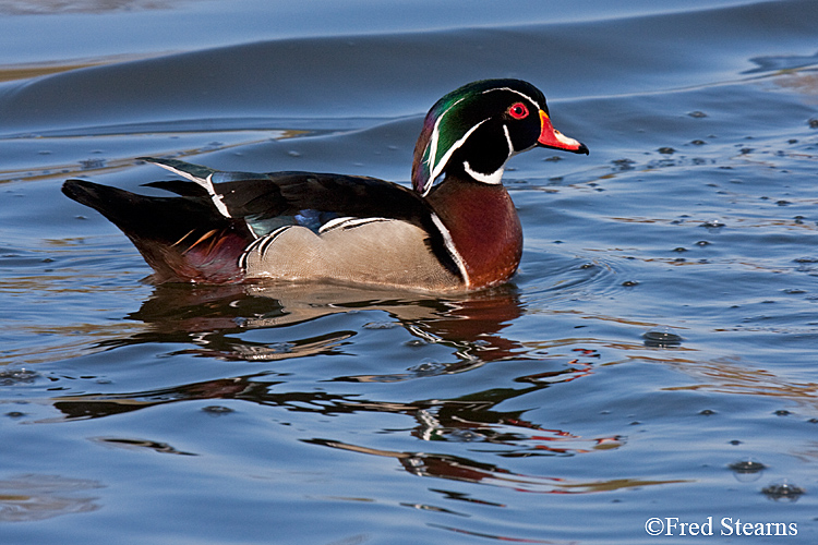 Wood Duck Sterne Park