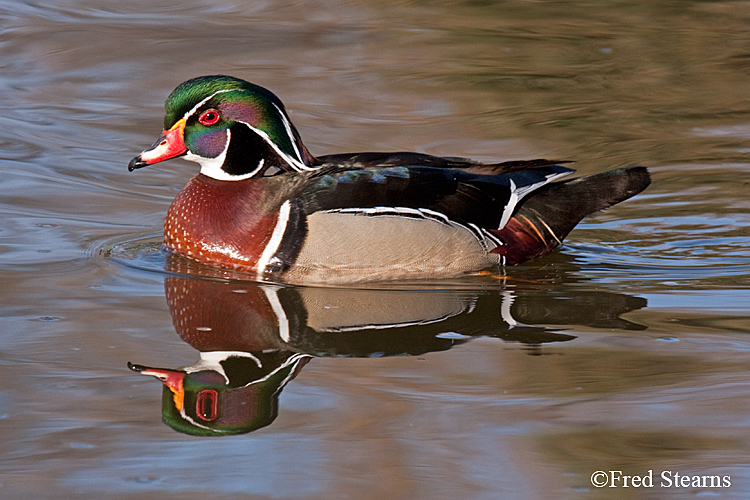 Wood Duck Sterne Park