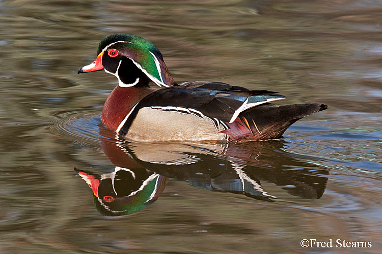 Wood Duck Sterne Park