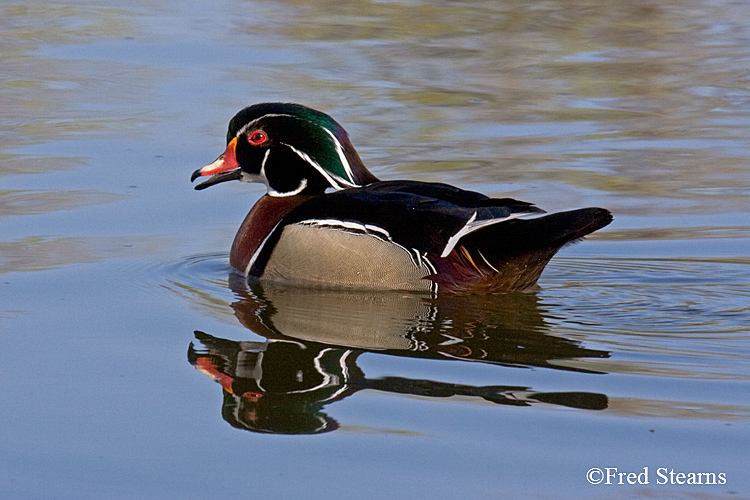 Wood Duck Sterne Park