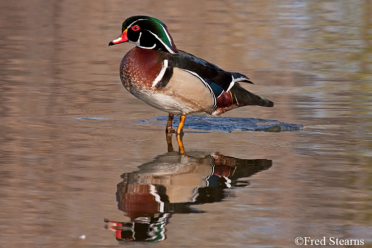 Wood Duck Sterne Park