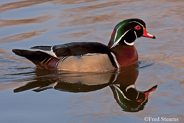 Wood Duck Sterne Park