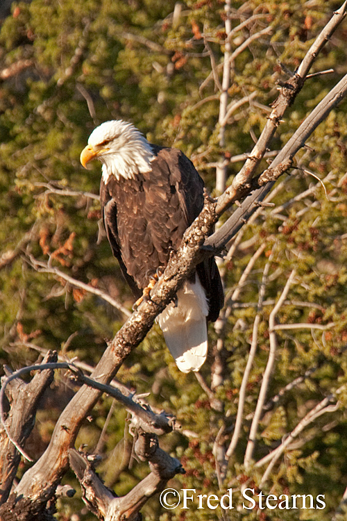 Yellowstone NP Trumpeter Swan