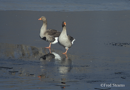 Two Geese