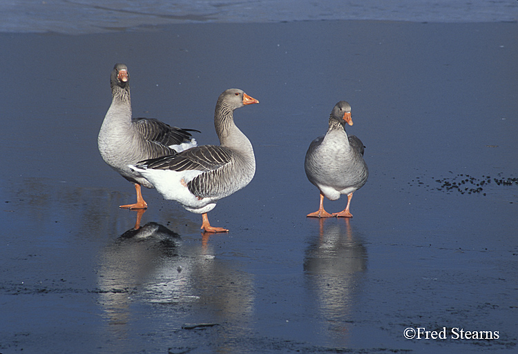 Geese